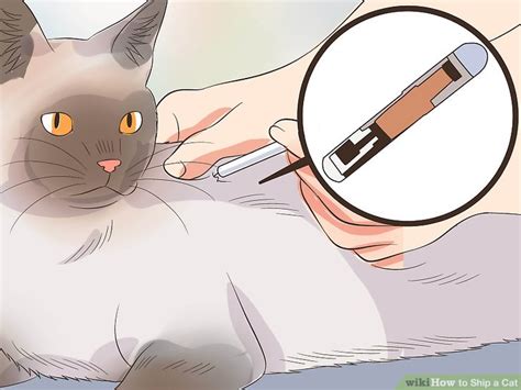 how much to ship a cat