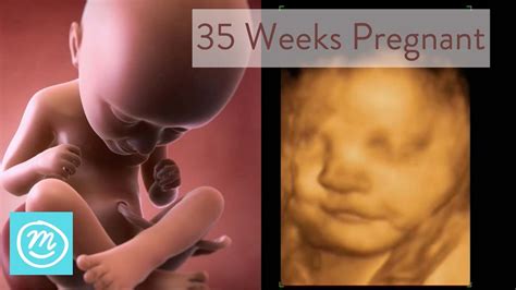 35 Week Pregnancy Baby Growth - PregnancyWalls