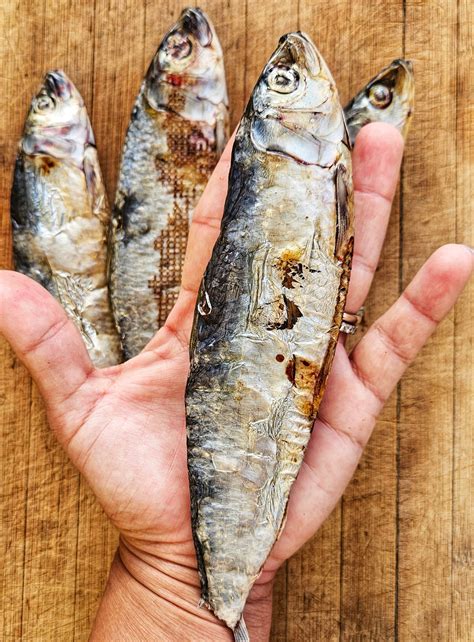 do cats eat sardines 5