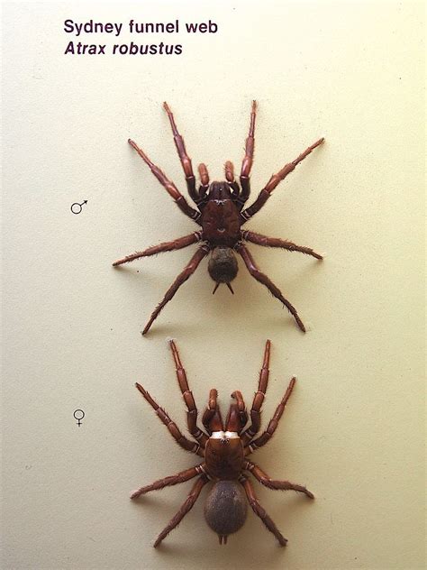 Atrax robustus | Predateur, Araignée, Arachnides