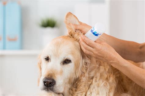 how to clean your dogs ear