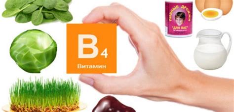 В4 Холин инструкция по применению в каких продуктах содержится