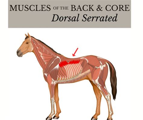 The Main Anatomy Of The Horse’s Back You Need To Know