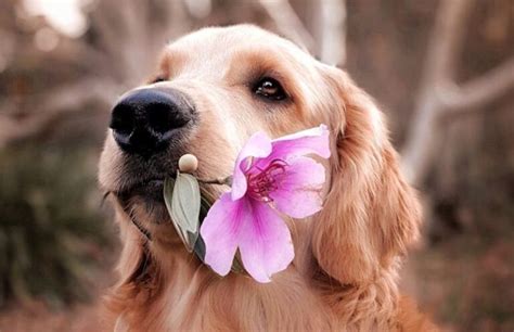 250+ Hawaiian Dog Names: Island Inspiration For Your Canine!