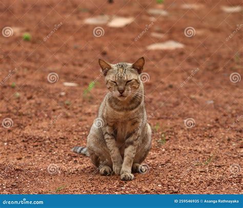 The Cat is a Common Home Pet in Sri Lanka Stock Image - Image of safari ...