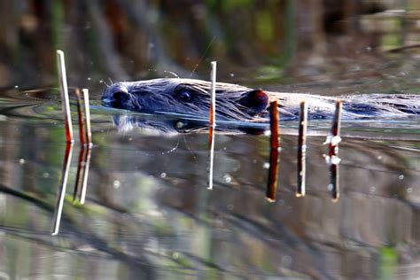 Bilder på bäver, beaver