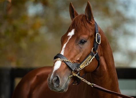 TDN Stallion Videos