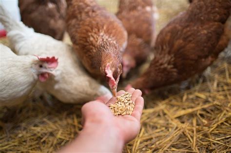 livestock feed additives Archives - Bentoli