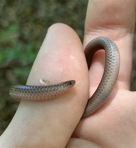 Tis the season for baby worm snakes : r/snakes