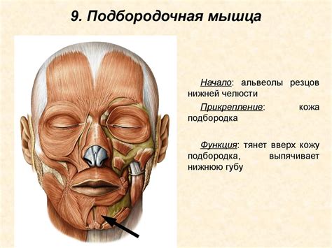 Мышцы головы - презентация онлайн