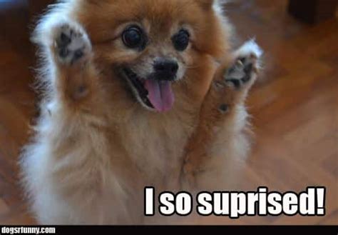 75+ Funniest Pomeranian Memes