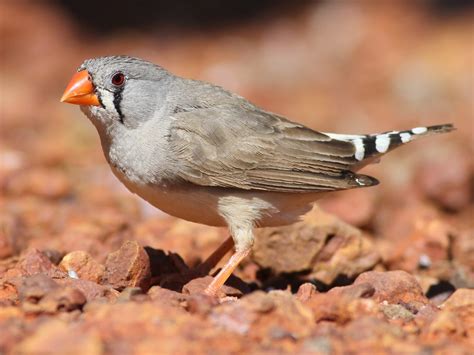 Zebra Finches Male And Female