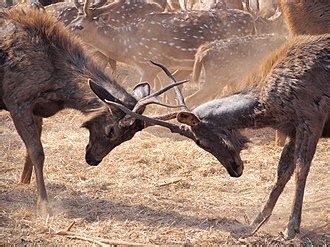 deer wikipedia