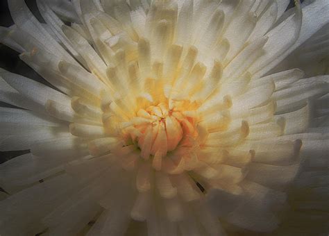 abstract xanth photograph  fiona messenger pixels