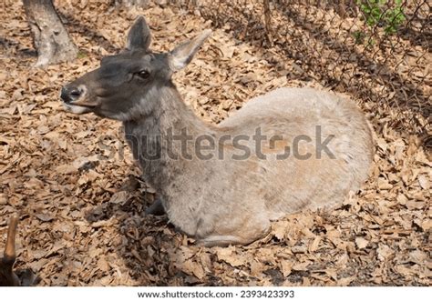 12 Manchurian Wapiti Images, Stock Photos, 3D objects, & Vectors ...