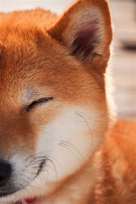 PinValley - The Most Awesome Pins Out There!: Cutest Fox I've ever seen!