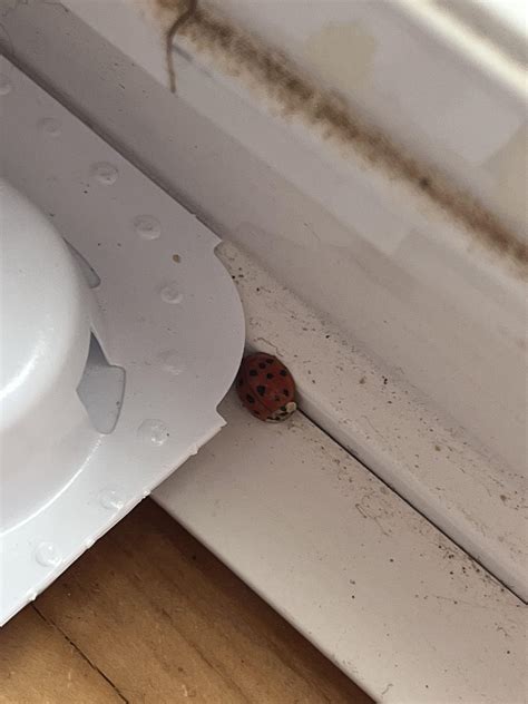 Can anyone confirm if this is an Asian ladybug? Southwestern Ontario