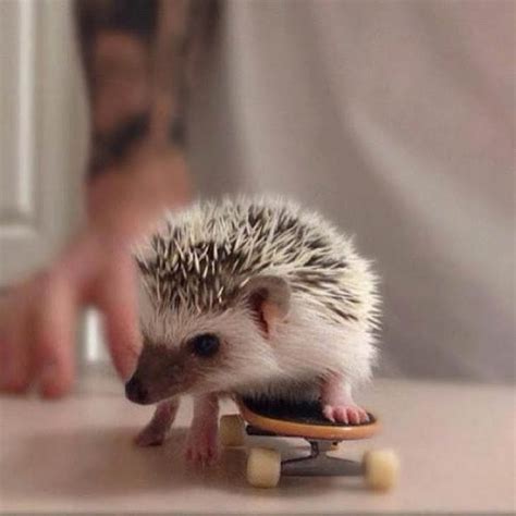 These 30 Cute Hedgehogs Will Kill You With Cuteness.