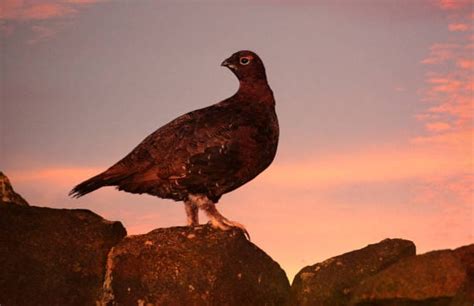 Alaska’s State Bird - Get To Know Willow Ptarmigan