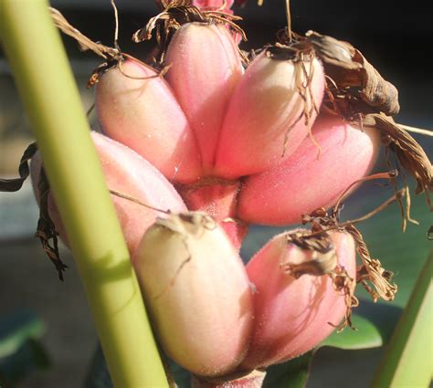 Pink Banana image - Free stock photo - Public Domain photo - CC0 Images