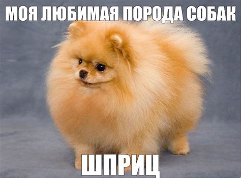 Мем: "МОЯ ЛЮБИМАЯ ПОРОДА СОБАК ШПРИЦ" - Все шаблоны - Meme-arsenal.com