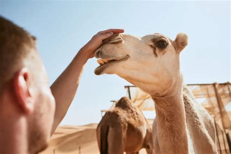 Camel urine to treat skin diseases - Camelids Camelids