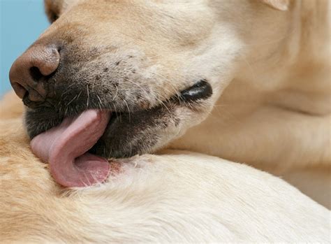 Pyoderma in Dogs; What Is It, Causes, Symptoms, Treatment & Medication