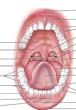 mouth structures diagram quizlet