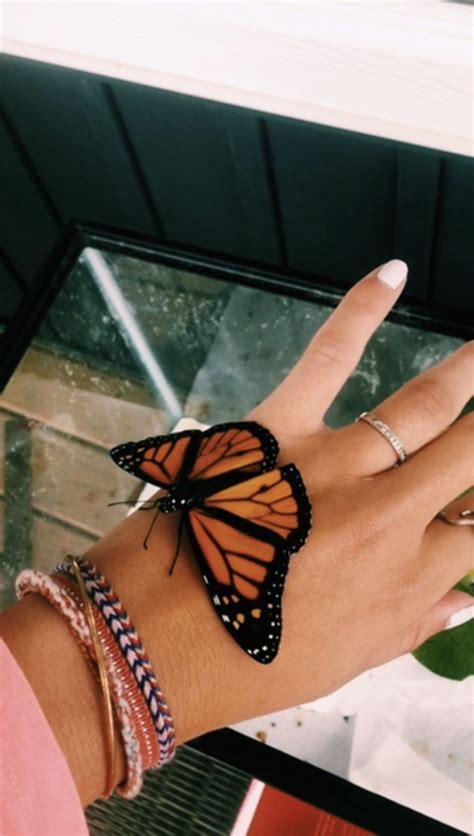 Pinterest: carolinefaith417★ | Butterfly, Aesthetic, Cute creatures