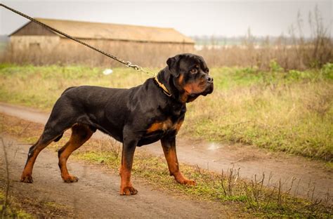 Meilleur Chien De Garde Maison | Ventana Blog