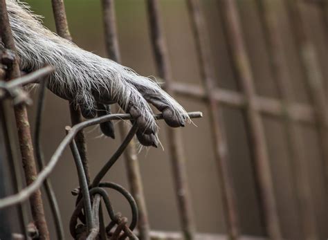 Paw Photos, Download The BEST Free Paw Stock Photos & HD Images