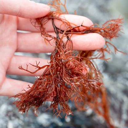 ogo  ogonori gracilaria species stock photo  image