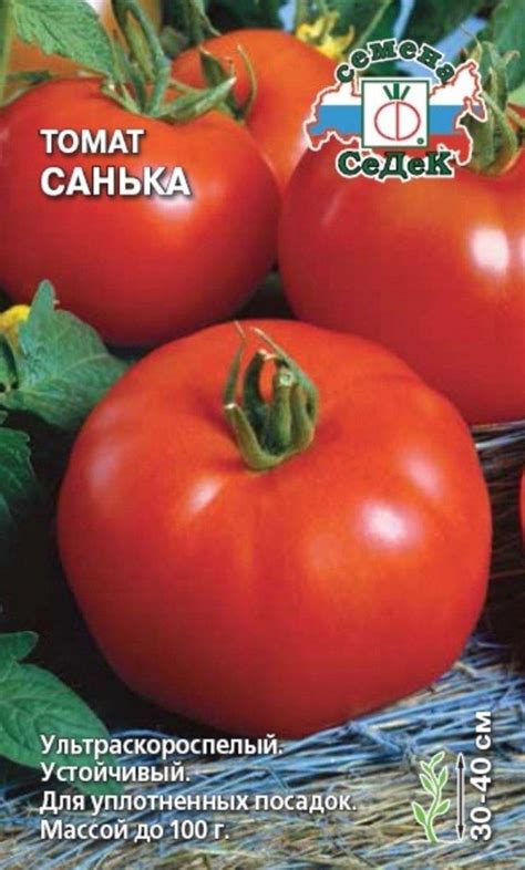 Томат Санька: описание сорта, ОТЗЫВЫ (112), фото Томат Санька