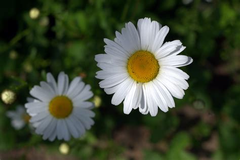 Free Images : nature, petal, botany, yellow, garden, closeup, flora