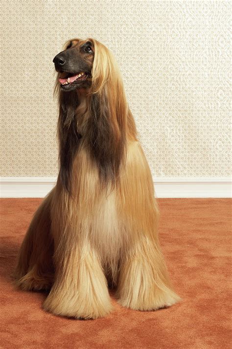 Afghan Hound Sitting In Room #1 by Dtp