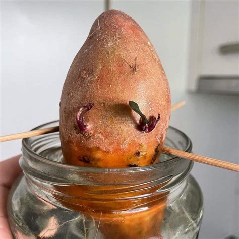 How to Grow Sweet Potatoes Indoors? [Tried & Tested Tips]