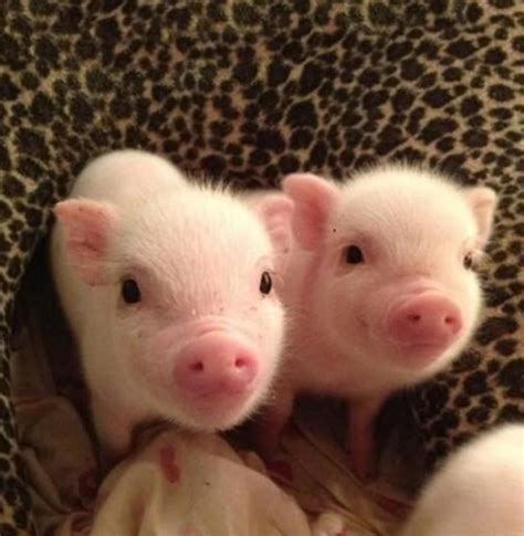 Cute Baby Pig Animal Embroidery | Hand Embroidery