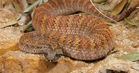 National Aquarium - Death Adder