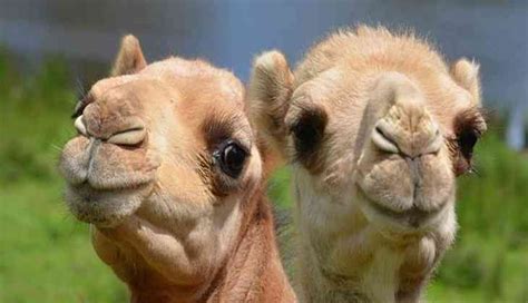 camel hugging human endearing video