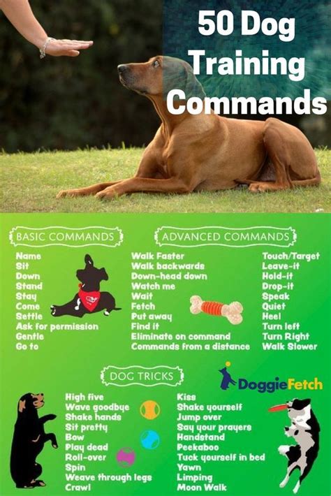 lovely dog  dog training commands