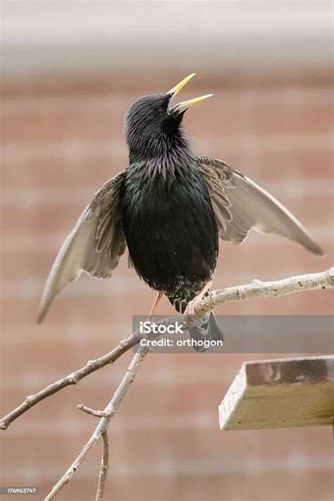 Male Starling Singing Ritual Song In A Suburban Area Stock Photo ...