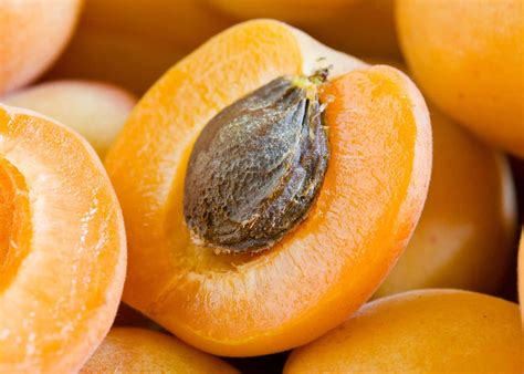 growing apricots  pennsylvania  wendy hopkins blog