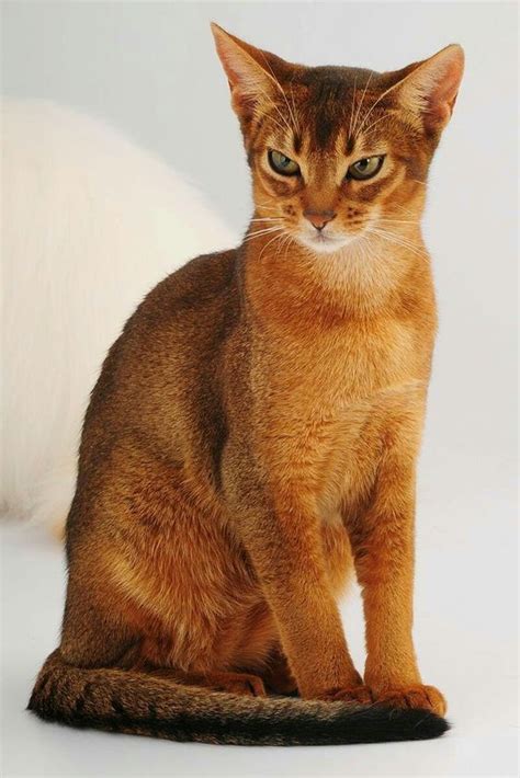 Кошка Египетская Абиссин | Abissino, Animali belli, Gatti