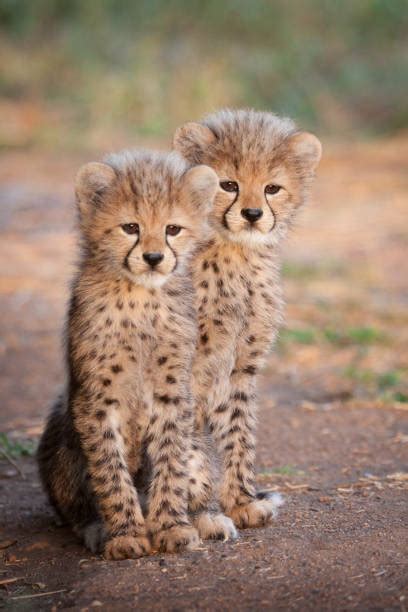 4,600+ Cheetah Cub Photos Stock Photos, Pictures & Royalty-Free Images ...