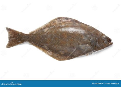 Halibut Fish Freshly Smoked In A Smoker. Hippoglossus Hippoglossus ...