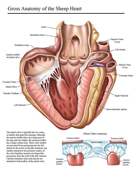 Sheep Heart Anatomy - Anatomy Book