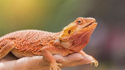 reptile        reptiles pet station