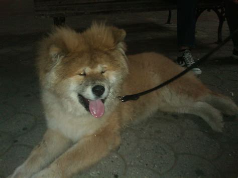 Bigger Size Pic: Akita Inu named "Grof Monte Kristo" a pet in Serbia