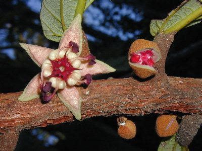 Theobroma - Alchetron, The Free Social Encyclopedia
