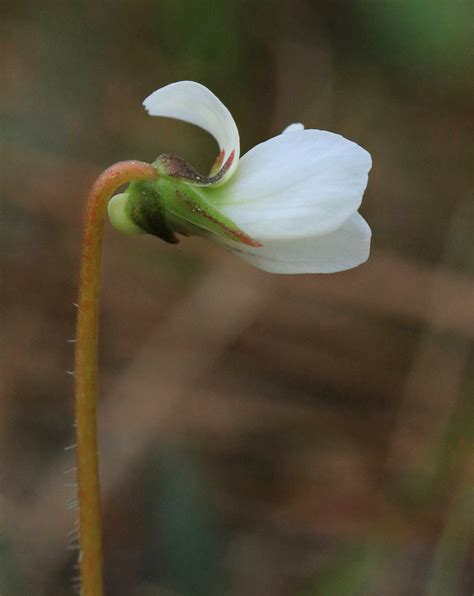 Solo White Bog Violets | Lagniappe